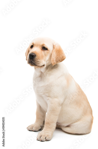 puppy labrador isolated