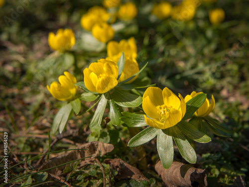 A group of Eranthis hyemalis in early spring photo