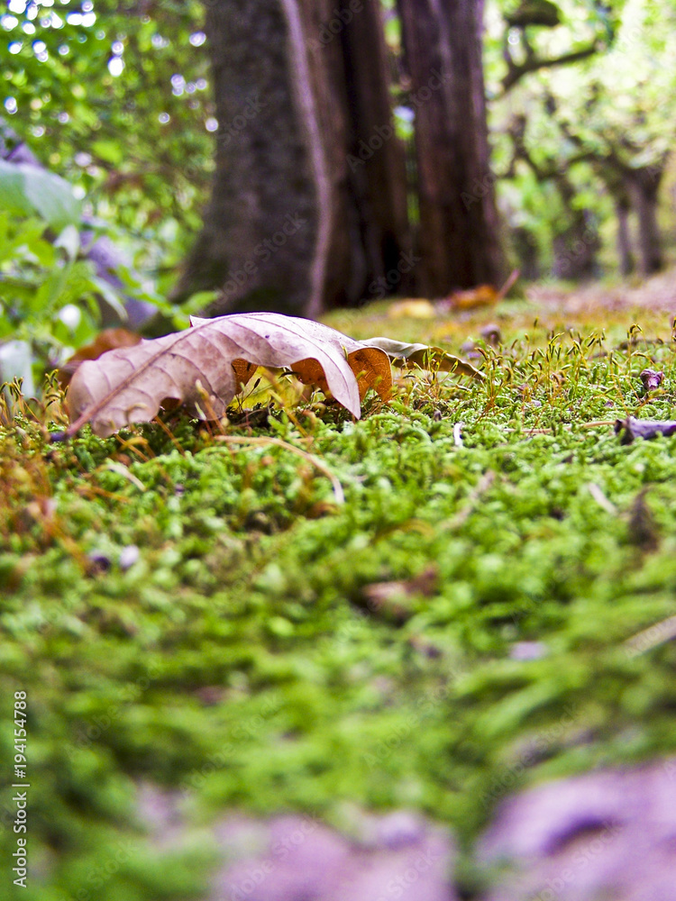 Obraz premium Wald im Herbst