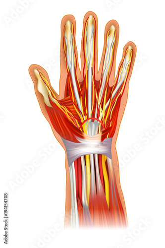 Human Hand Anatomy Illustration.  Anatomy Of The Wrist Learning Bone And Muscle. 