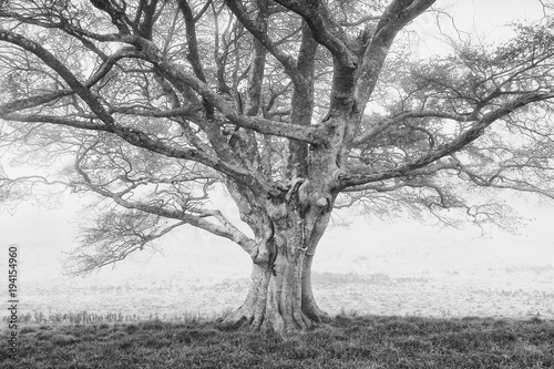 old oak tree in Black and white
