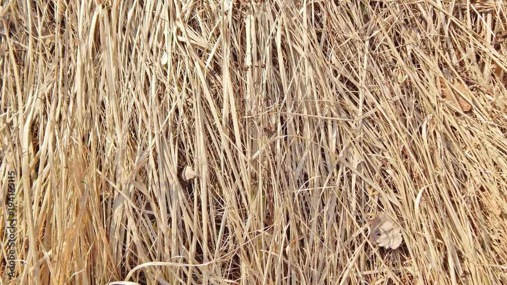 The texture of dry straw on Earth The texture of dry straw on Earth