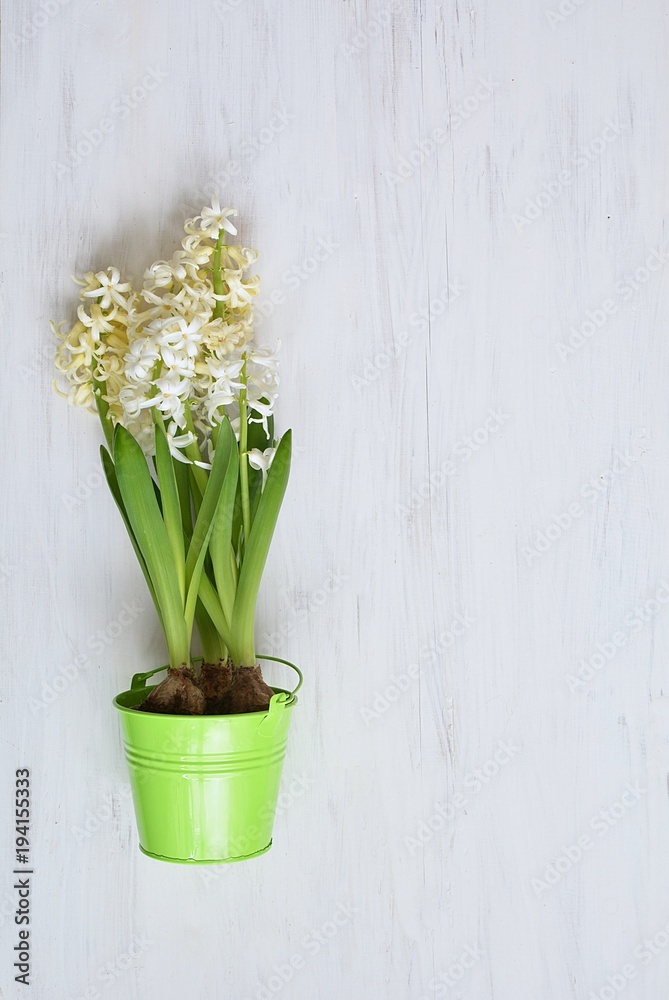 spring white hyacinth on old background - flat lay styling