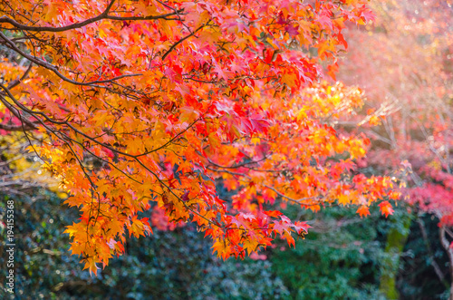autumn yellow and red maple leaves with blurred background at morning in autumn season from Kyoto, Japan, soft focus, sunlight effect