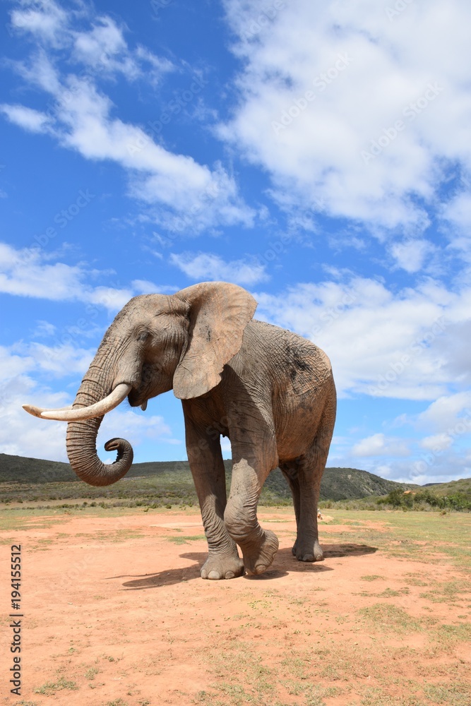 Fototapeta słoń z niebem