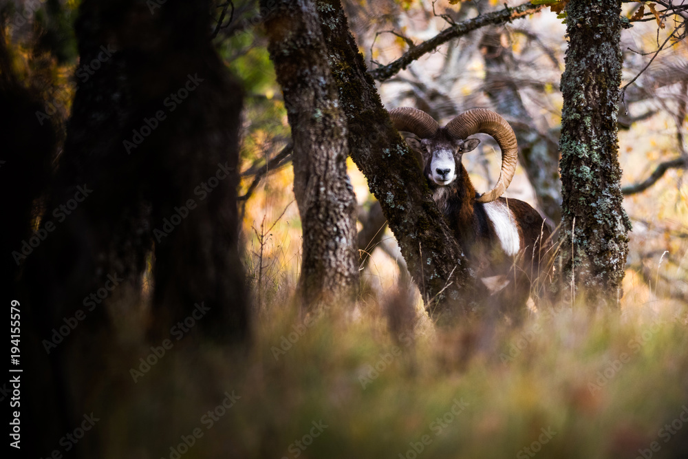 Mouflon male du Ventoux