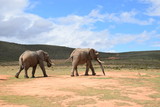 Zwei Elefanten laufen in der afrikanischen Landschaft