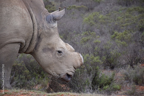 Breitmaulnashorn Kopf