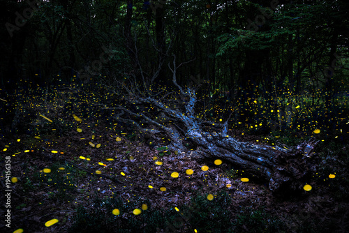 Frireflies flying around a fallen tree in the forest at dusk.