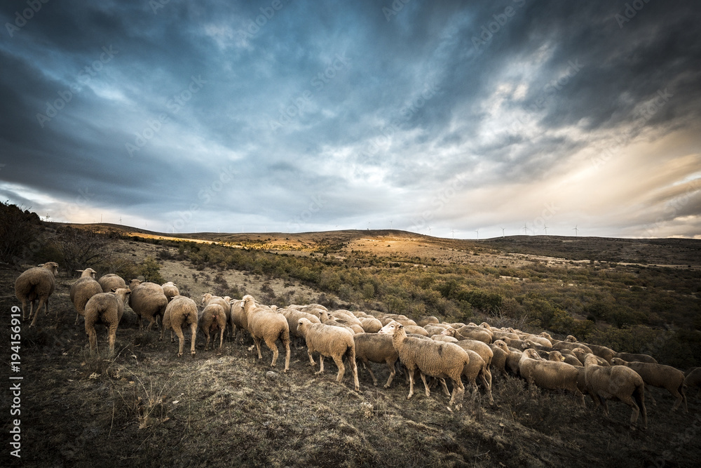 sheeps in the countryside of Soria in Spain - obrazy, fototapety, plakaty 