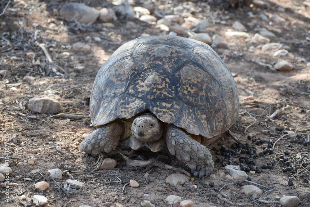 Obraz premium Afrikanische Schildkröte