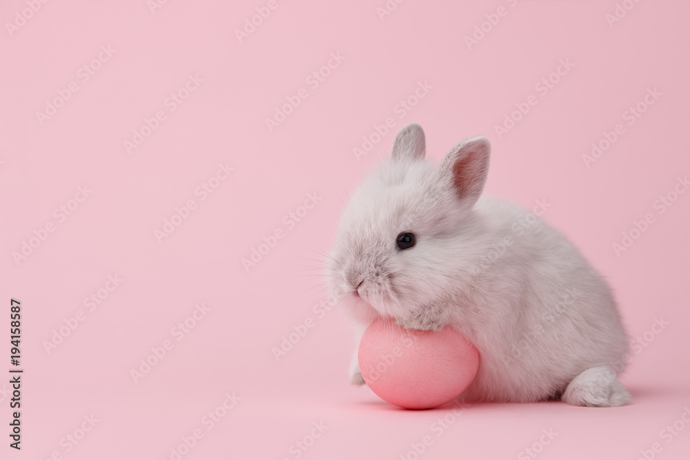 Fototapeta premium Easter bunny rabbit with pink painted egg on pink background. Easter holiday concept.