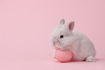Easter bunny rabbit with pink painted egg on pink background. Easter holiday concept.