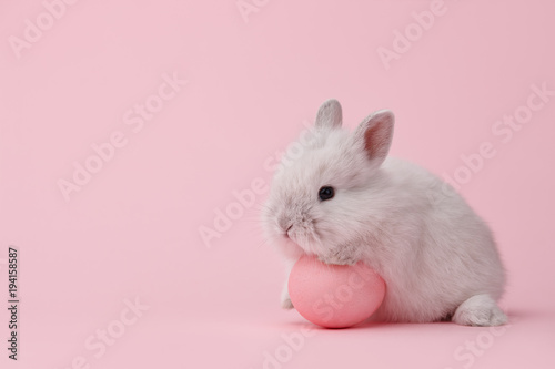 Easter bunny rabbit with pink painted egg on pink background. Easter holiday concept. © kobeza