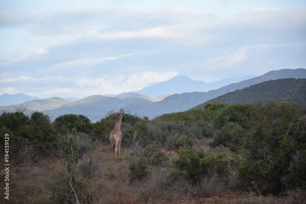 Naklejka premium Landschaft mit Giraffen in der kleinen Karoo