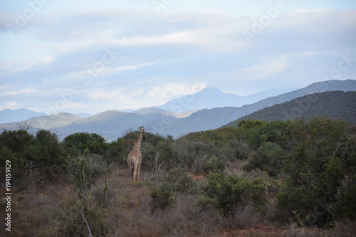 Landschaft mit Giraffen in der kleinen Karoo