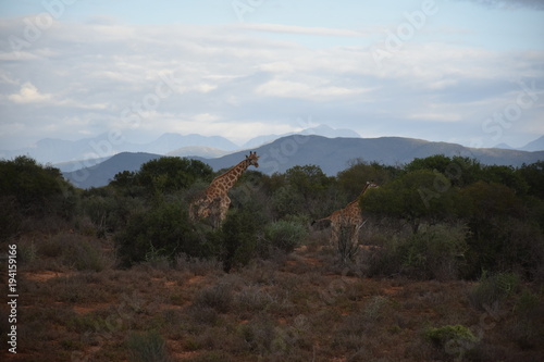 Landschaft mit Giraffen in der kleinen Karoo