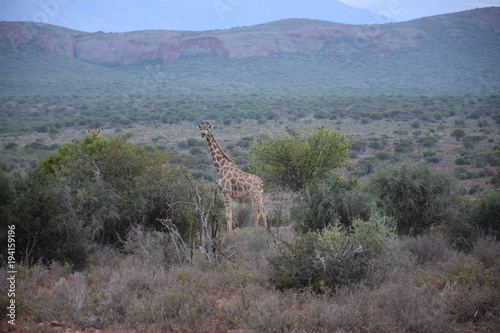 Landschaft mit Giraffen in der kleinen Karoo