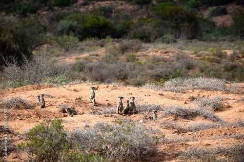 Erdmännchen vor ihrem Bau in der kleinen Karoo photo