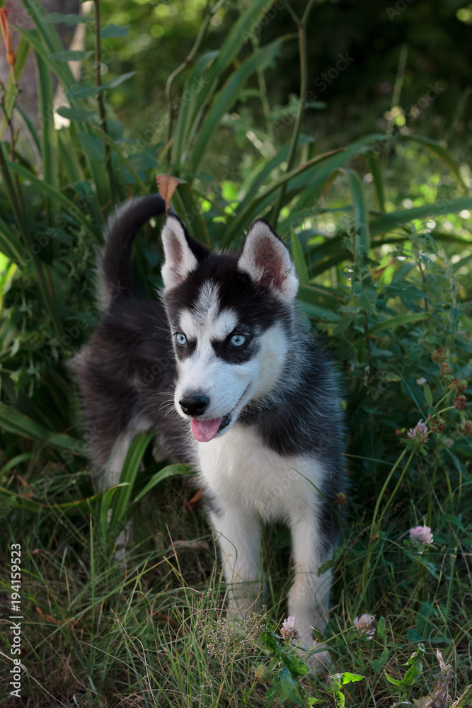 Young husky puppy