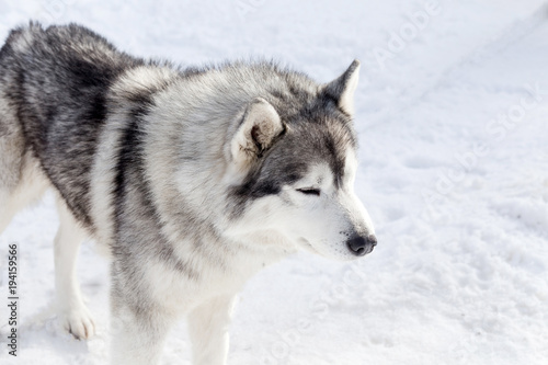 Wolf husky portrait in winter snow   © 2207918
