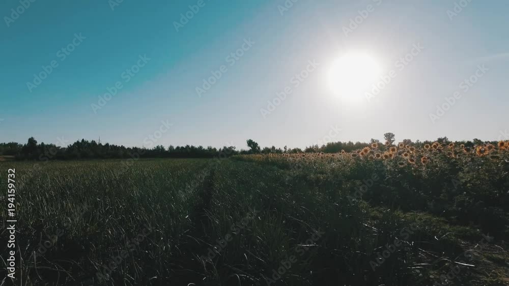 Onion field, maturing at spring. Agricultural landscape Onion field, maturing at spring. Agricultural landscape
