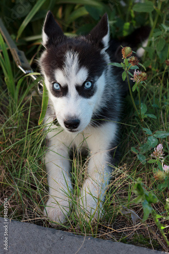 Young husky puppy