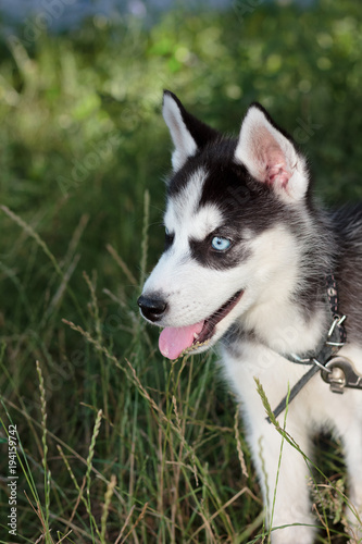 Young husky puppy