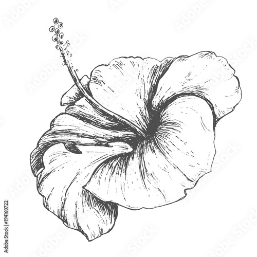 Tropical hibiscus flower, hand drawn monochrome etching botanical draft sketch isolated on white background. Vintage vector line art illustration.