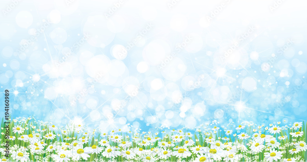 Naklejka premium Vector nature background, daisy flowers field.