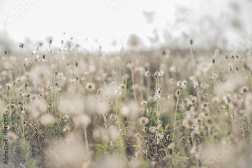 The Prairie dry vintage style light brown tones. It is used to make background. subject is blurred.