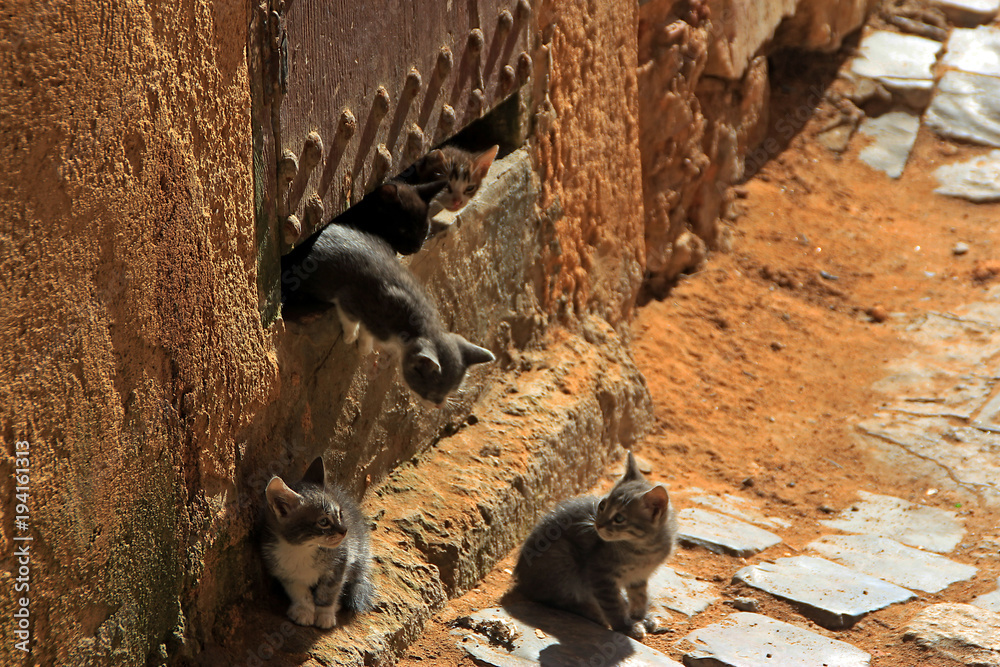 Morocco small kittens