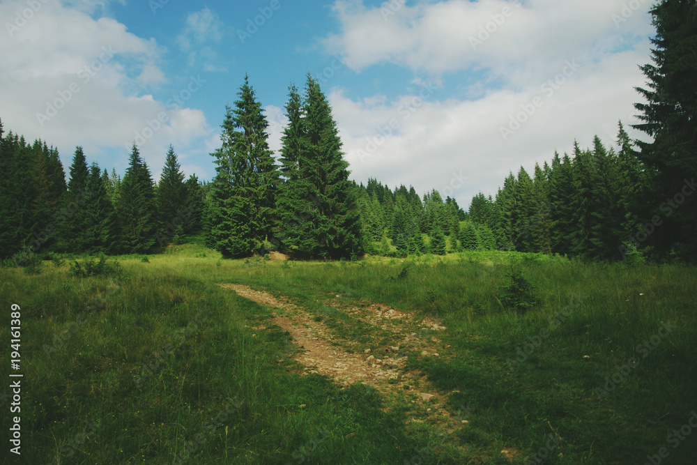 Fototapeta premium Ели на перекрестке дорог