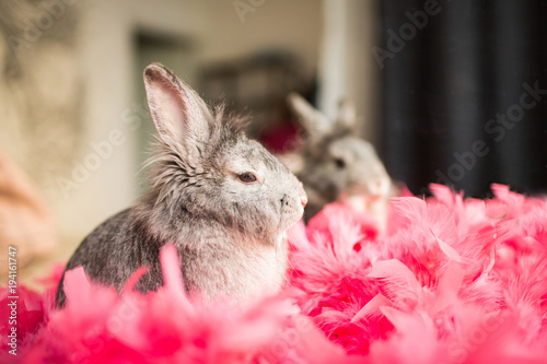 The little gray bunny rabbit sitting in pink feathers on against the window. Easter bunny in pink feathers reflected in the mirror.