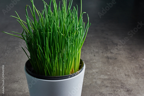 chives in a white flower pot