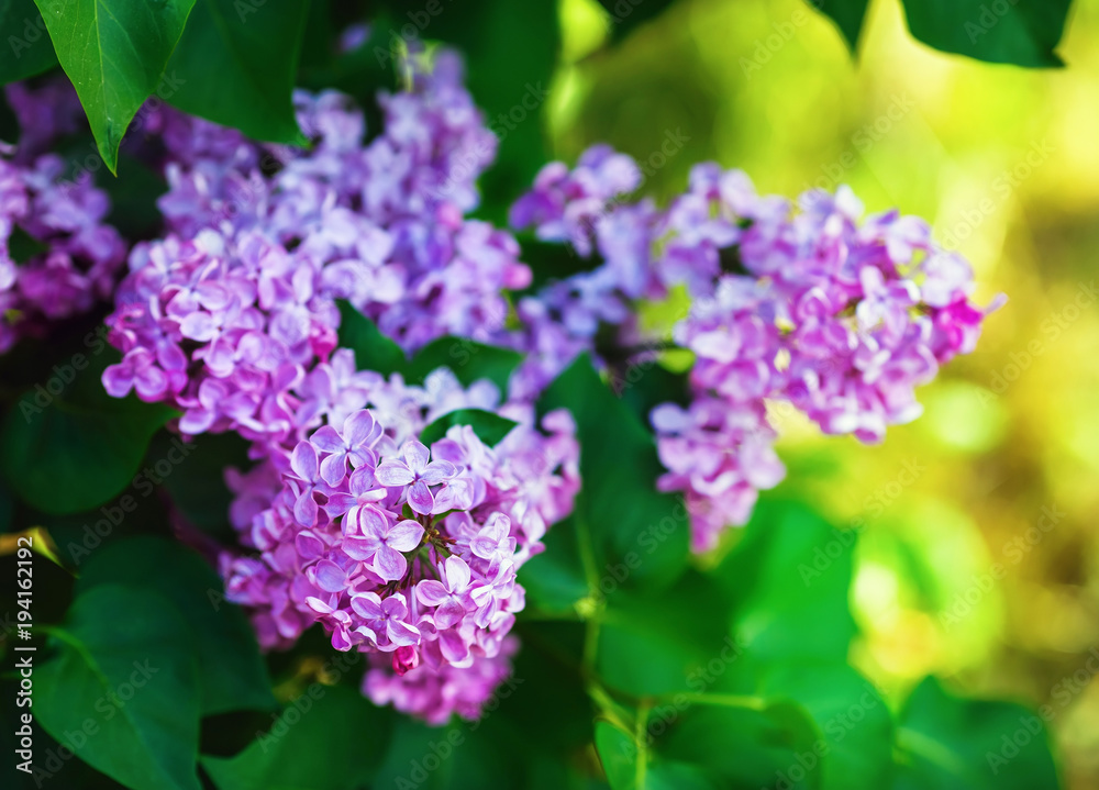 Violet lilac flowers. Shallow depth of field. Selective focus. Violet lilac flowers. Shallow depth of field. Selective focus.