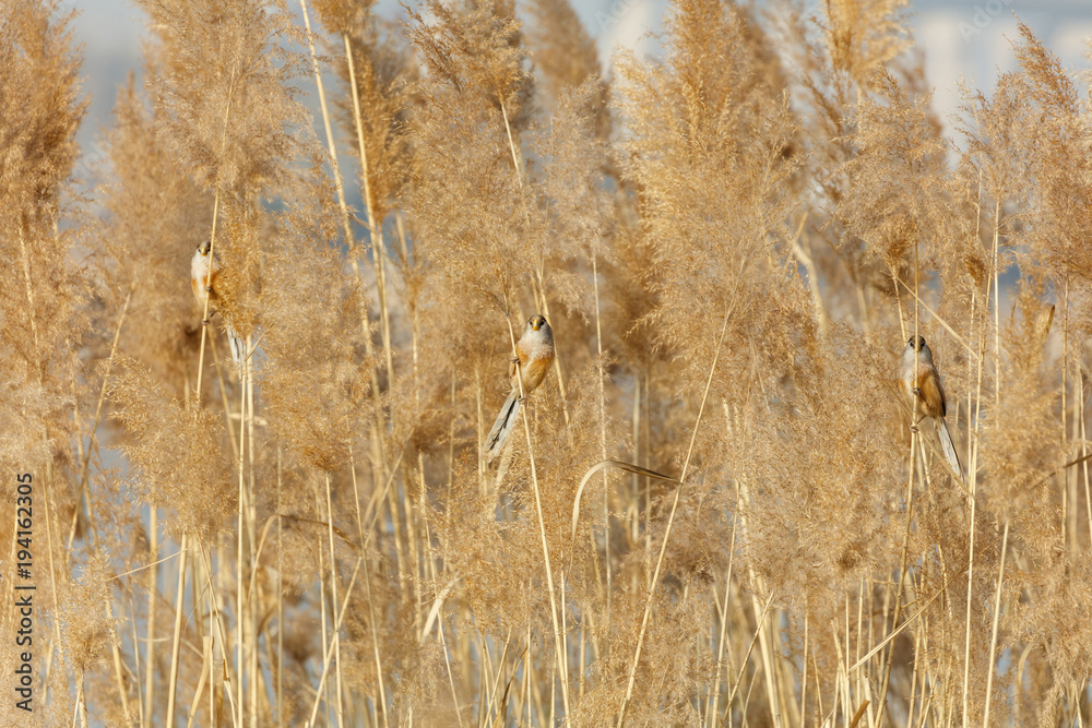 Reed Parrotbill bird Reed Parrotbill bird