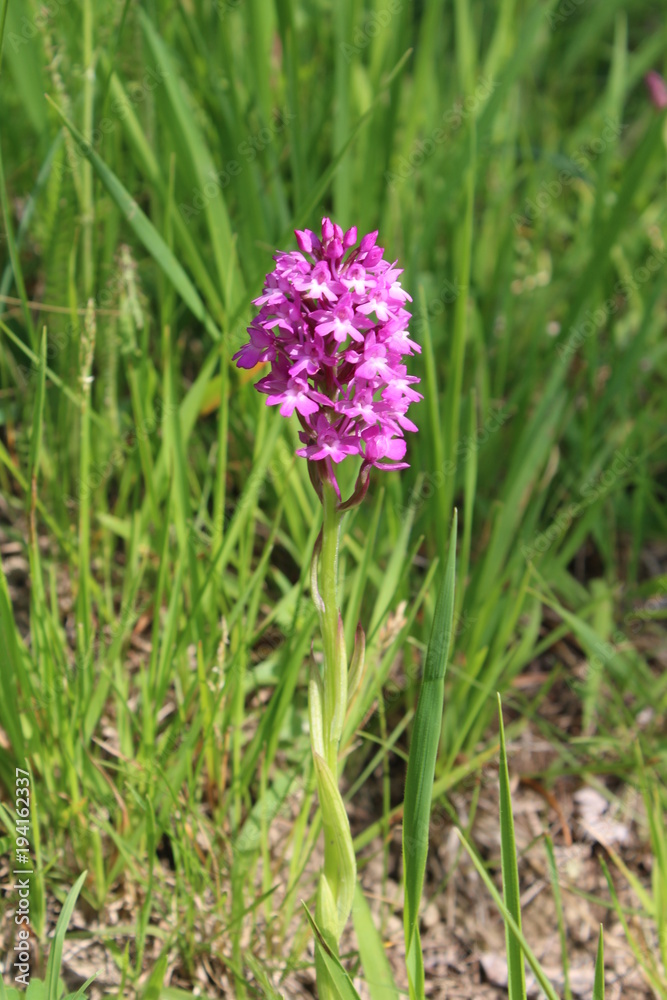 Wilde Orchidee Wilde Orchidee