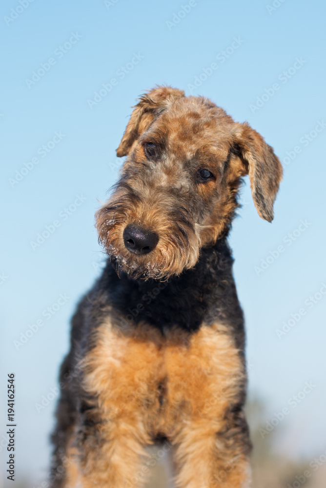 beautiful airedale terrier puppy portrait outdoors beautiful airedale terrier puppy portrait outdoors