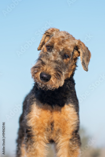beautiful airedale terrier puppy portrait outdoors