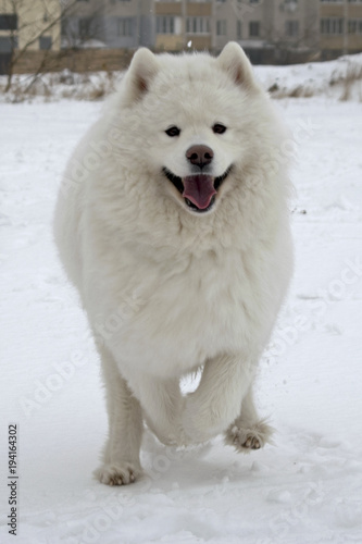 a smiling white fluffy dog runs towards us. Samoyed on a walk. Happy beautiful dog