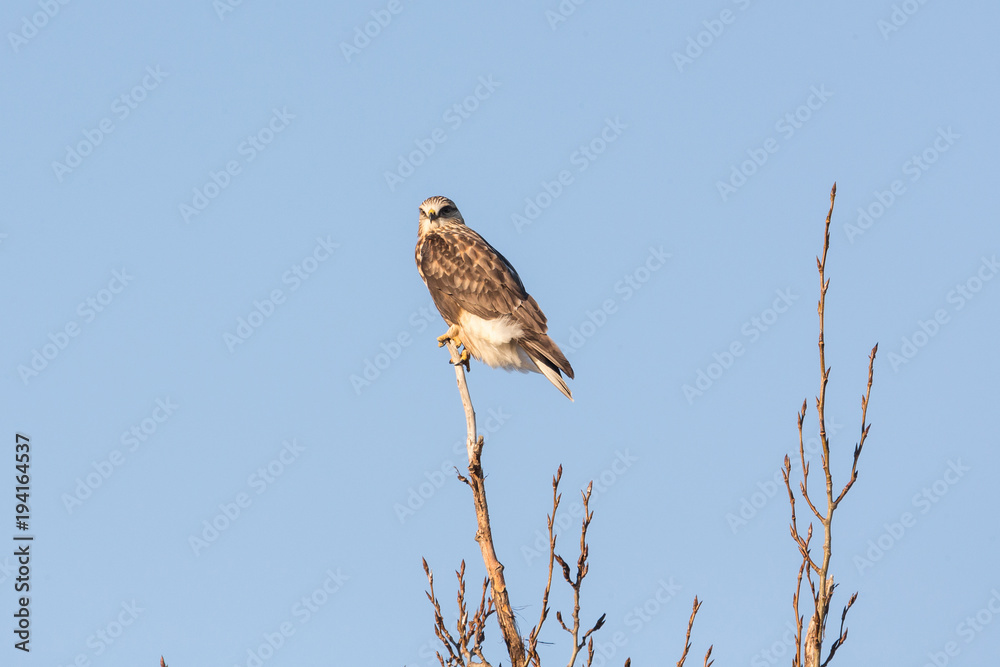 Rough-legged Hawk Bird