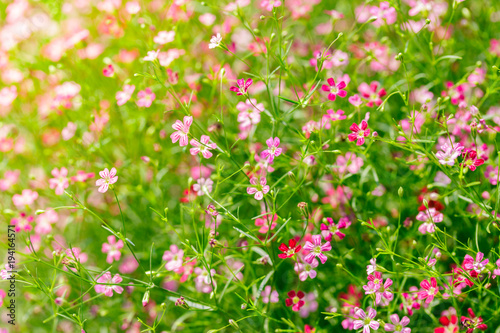 Small pink and purple flowers in garden with morning light  beautiful natural background.