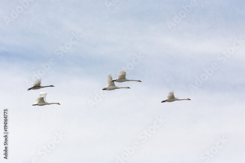 Flying Trumpeter Swan © Feng Yu