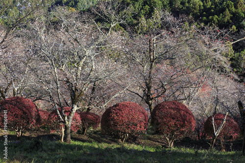 Sakura and momijis, cherry blossom and mapple red leaves; in the same time at Sakrayama Japan photo