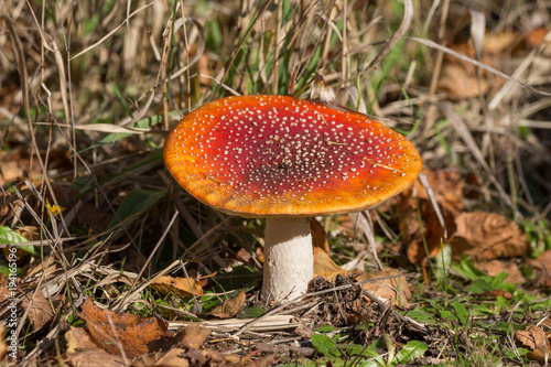 Red Amanita mushroom
