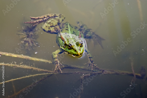 The green frogin the river photo