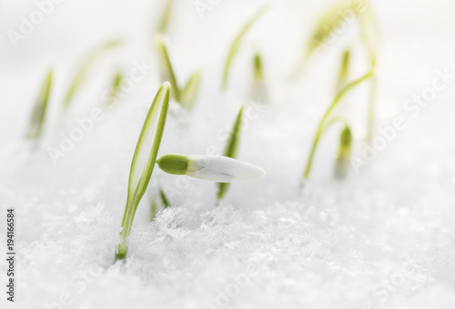 Wallpaper Mural Spring snowdrops flower in snow. Winter close-up flowers  Torontodigital.ca