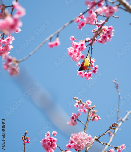 Bird hold on tree of flower pink color blooming