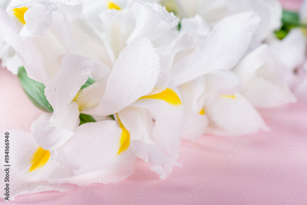 Beautiful White Iris Flowers on Pink Background Beautiful White Iris Flowers on Pink Background